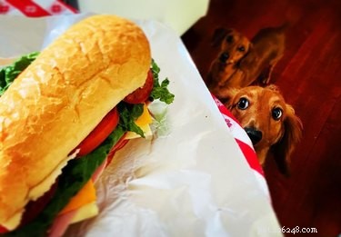 23 Food-Loving Pets Leading the Latest Trend Among Millennials