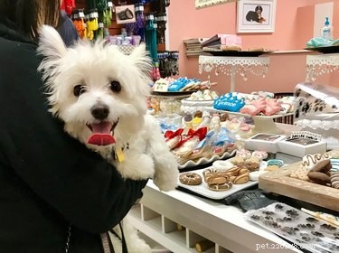 23 Food-Loving Pets Leading the Latest Trend Among Millennials