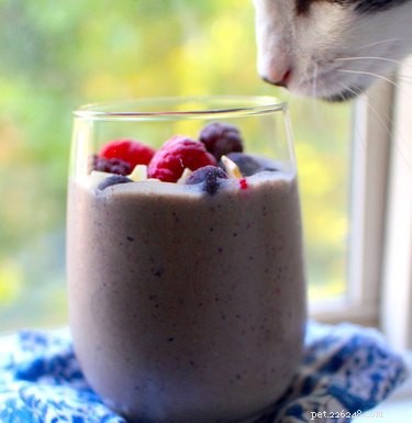 23 Food-Loving Pets Leading the Latest Trend Among Millennials