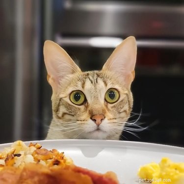 23 Food-Loving Pets Leading the Latest Trend Among Millennials