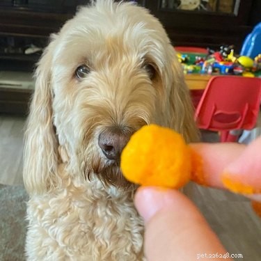 23 Food-Loving Pets Leading the Latest Trend Among Millennials