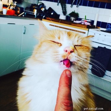 23 Food-Loving Pets Leading the Latest Trend Among Millennials