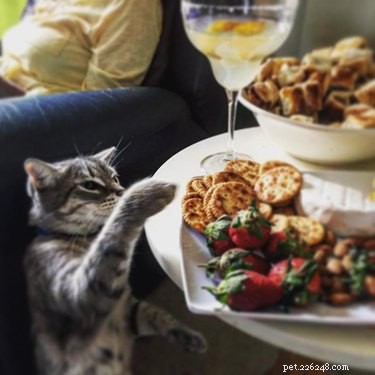 23 Food-Loving Pets Leading the Latest Trend Among Millennials