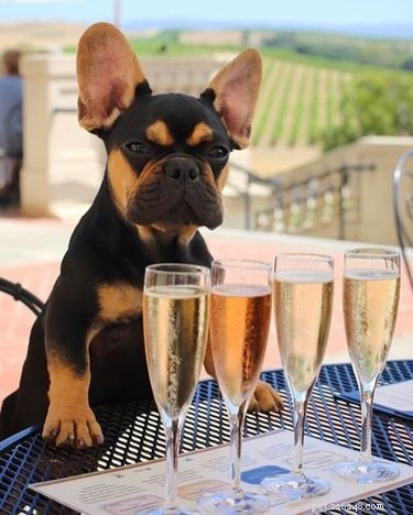 23 Food-Loving Pets Leading the Latest Trend Among Millennials