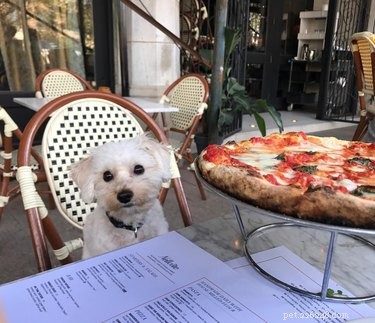 23 Food-Loving Pets Leading the Latest Trend Among Millennials