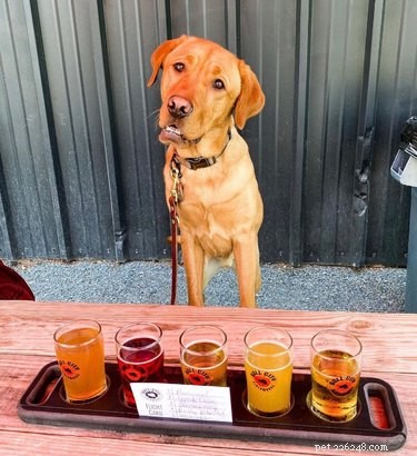 23 Food-Loving Pets Leading the Latest Trend Among Millennials
