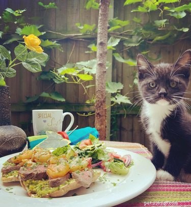 23 Food-Loving Pets Leading the Latest Trend Among Millennials