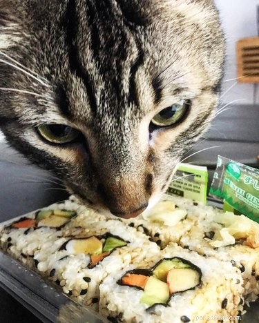 23 Food-Loving Pets Leading the Latest Trend Among Millennials