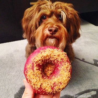 23 Food-Loving Pets Leading the Latest Trend Among Millennials