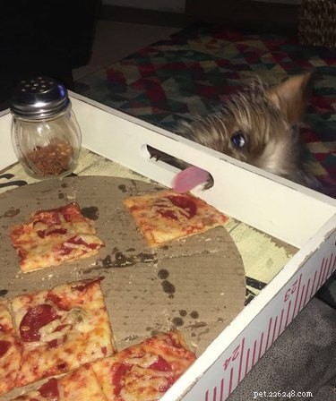 23 Food-Loving Pets Leading the Latest Trend Among Millennials