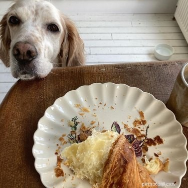 23 Food-Loving Pets Leading the Latest Trend Among Millennials
