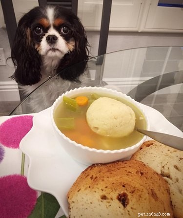 23 Food-Loving Pets Leading the Latest Trend Among Millennials