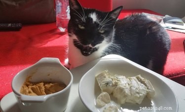 23 Food-Loving Pets Leading the Latest Trend Among Millennials