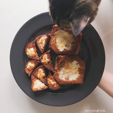 23 Food-Loving Pets Leading the Latest Trend Among Millennials