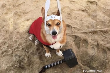 Corgis Don Thor Costumes, Sparking the Viral  Thorgi  Trend