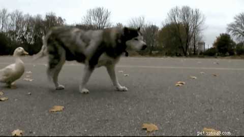 Unlikely Duo: A Husky and a Duck Share an Unbreakable Friendship