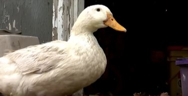 Unlikely Duo: A Husky and a Duck Share an Unbreakable Friendship