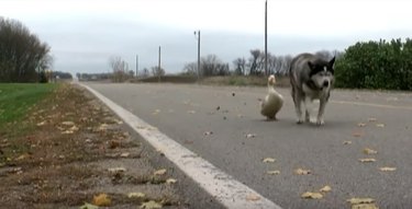 Unlikely Duo: A Husky and a Duck Share an Unbreakable Friendship
