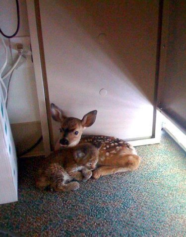 41 Animal Moments Guaranteed to Warm Your Heart