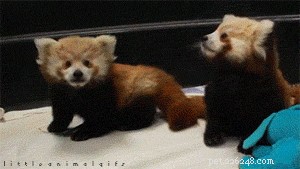 41 Animal Moments Guaranteed to Warm Your Heart