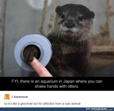41 Animal Moments Guaranteed to Warm Your Heart
