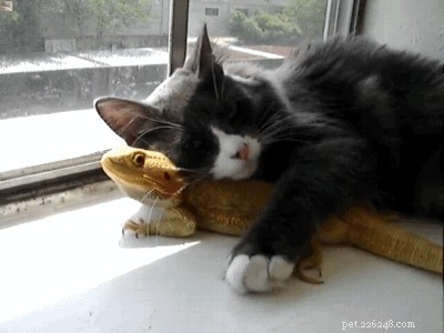 41 Animal Moments Guaranteed to Warm Your Heart
