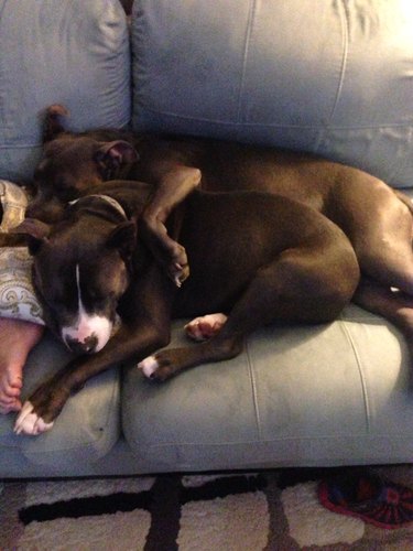 41 Animal Moments Guaranteed to Warm Your Heart