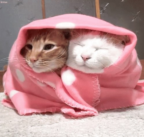 41 Animal Moments Guaranteed to Warm Your Heart