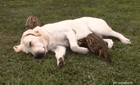 41 Animal Moments Guaranteed to Warm Your Heart