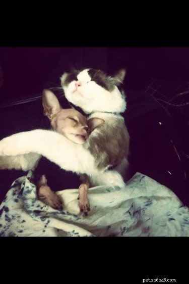 41 Animal Moments Guaranteed to Warm Your Heart