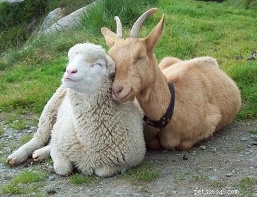 41 Animal Moments Guaranteed to Warm Your Heart