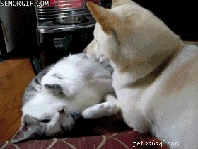 41 Animal Moments Guaranteed to Warm Your Heart