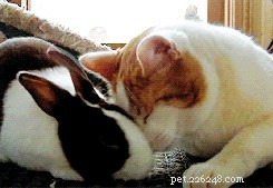 41 Animal Moments Guaranteed to Warm Your Heart