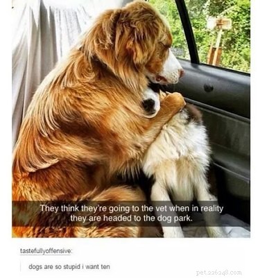 41 Animal Moments Guaranteed to Warm Your Heart