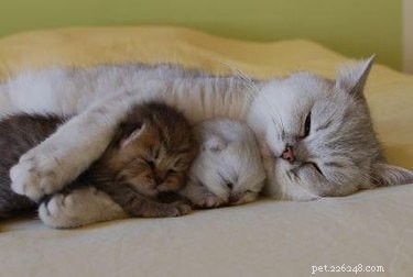 41 Animal Moments Guaranteed to Warm Your Heart