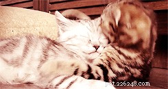 41 Animal Moments Guaranteed to Warm Your Heart