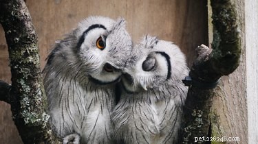 41 Animal Moments Guaranteed to Warm Your Heart