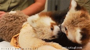 41 Animal Moments Guaranteed to Warm Your Heart