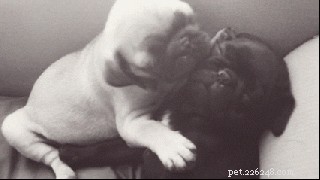 41 Animal Moments Guaranteed to Warm Your Heart