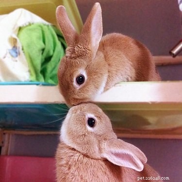 41 Animal Moments Guaranteed to Warm Your Heart