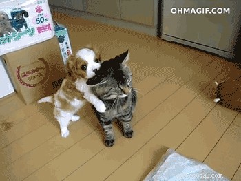 41 Animal Moments Guaranteed to Warm Your Heart