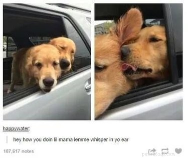 41 Animal Moments Guaranteed to Warm Your Heart
