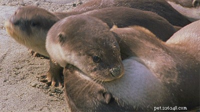 41 Animal Moments Guaranteed to Warm Your Heart