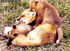 41 Animal Moments Guaranteed to Warm Your Heart
