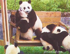 41 Animal Moments Guaranteed to Warm Your Heart