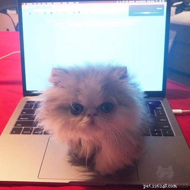 19 Adorable Pets with Compact Legs: Big Cuteness in Every Move