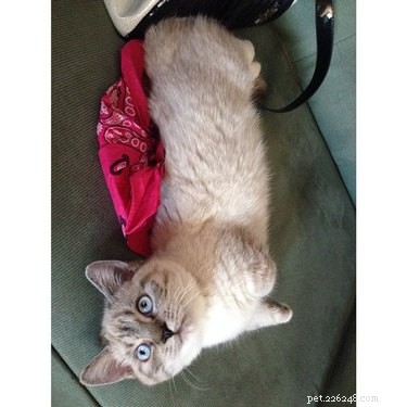 19 Adorable Pets with Compact Legs: Big Cuteness in Every Move
