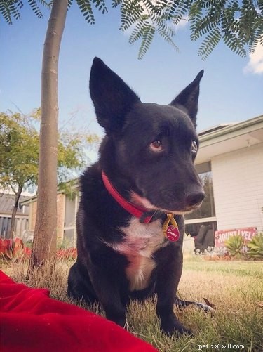 19 Adorable Pets with Compact Legs: Big Cuteness in Every Move