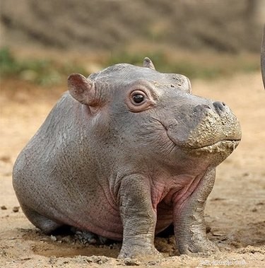 19 Adorable Pets with Compact Legs: Big Cuteness in Every Move
