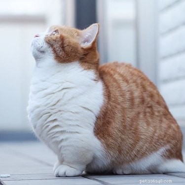 19 Adorable Pets with Compact Legs: Big Cuteness in Every Move